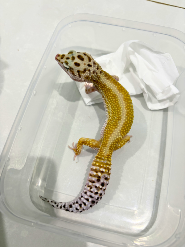 B260845 Red Stripe ph Bell Albino Betina