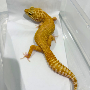 B260846 Leopard Gecko RAPTOR betina