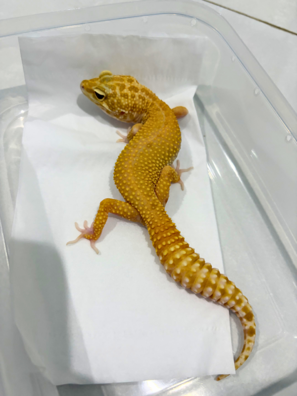B260846 Leopard Gecko RAPTOR betina