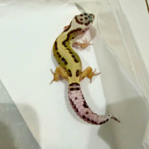 B260848 Bold Stripe ph Tremper Jantan