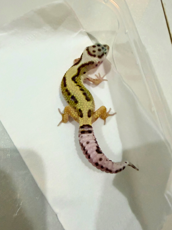 B260848 Bold Stripe ph Tremper Jantan