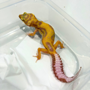 B260860 Gecko Tremper Bold Stripe betina