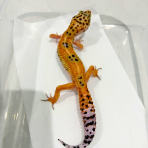 B260867 Leopard Gecko Emerine het Tremper betina