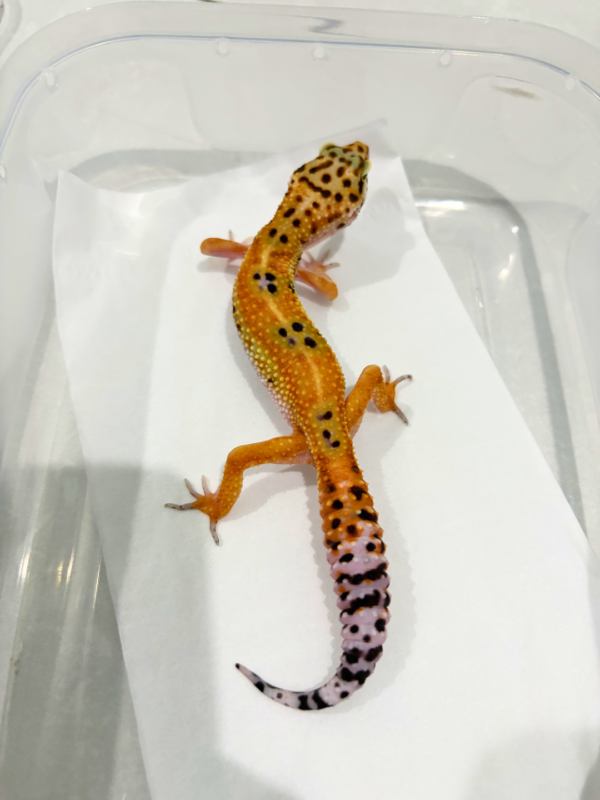 B260867 Leopard Gecko Emerine het Tremper betina