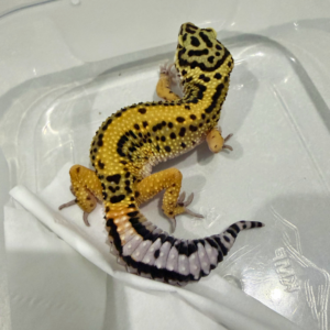 B260876 Gecko Tangerine Bold Stripe ph Tremper