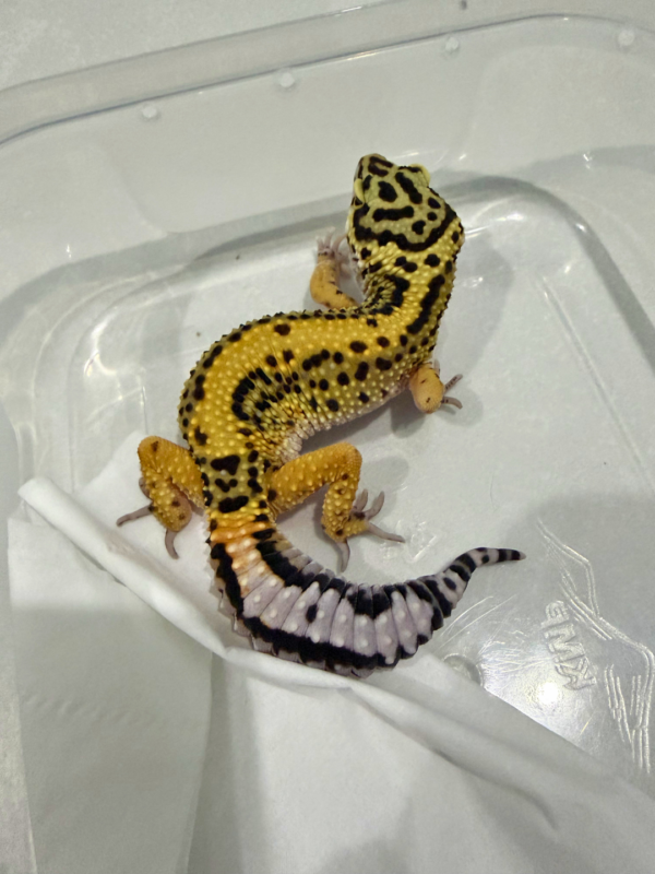 B260876 Gecko Tangerine Bold Stripe ph Tremper