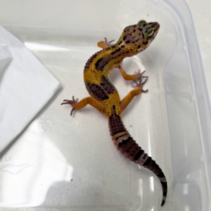 B260929 Tangerine Black Night ph Tremper Betina