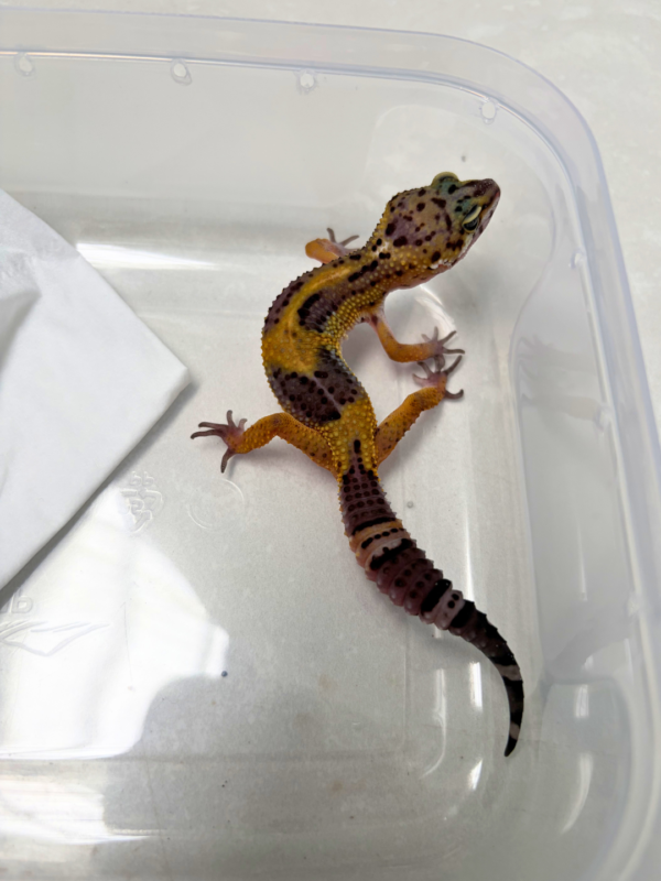 B260929 Tangerine Black Night ph Tremper Betina