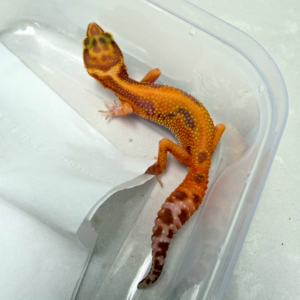 B260930 Gecko Tangerine Albino Stripe betina minus murah