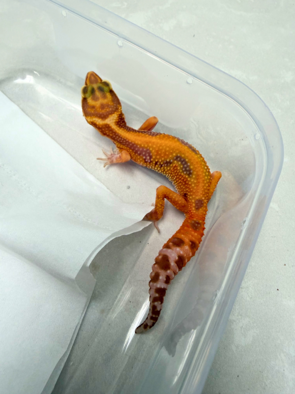 B260930 Gecko Tangerine Albino Stripe betina minus murah