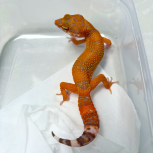 B260932 Gecko Sunspot betina NICE COLOR