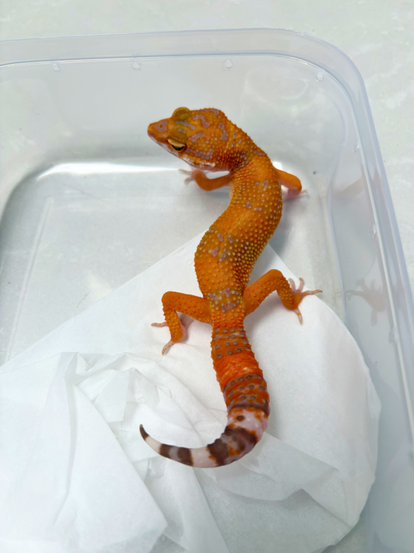 B260932 Gecko Sunspot betina NICE COLOR