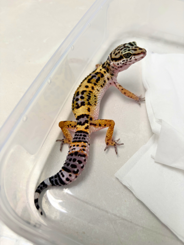 B260935 Black Night Cross ph Tremper Betina
