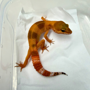 B260938 Gecko Dark SHTCTB ph Tremper betina bahan bagus