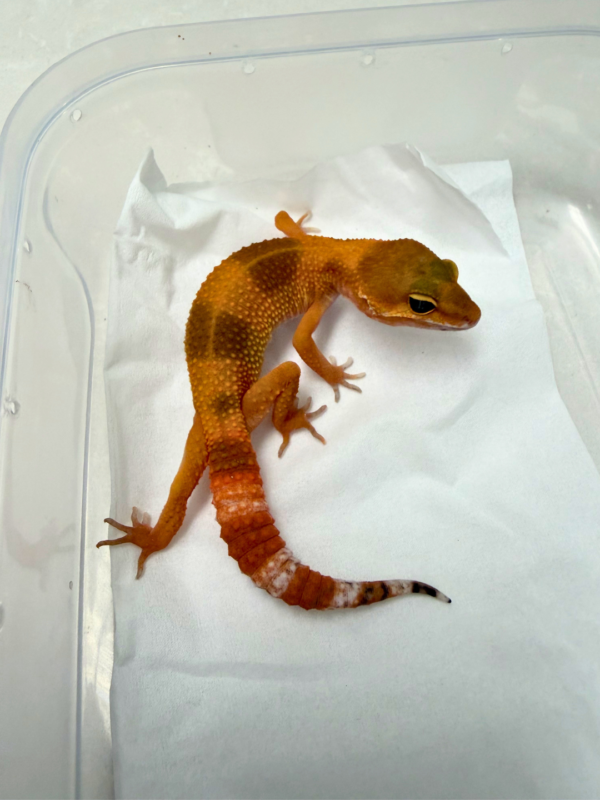 B260938 Gecko Dark SHTCTB ph Tremper betina bahan bagus