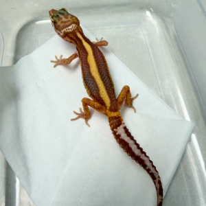 B260939 Gecko Tremper Bold Stripe betina