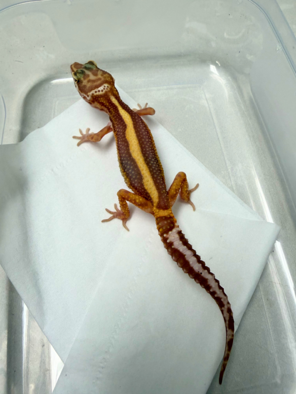 B260939 Gecko Tremper Bold Stripe betina