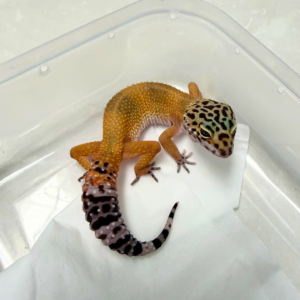 B260946 Gecko SHTCT Black Night Cross betina