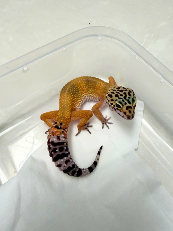 B260946 Gecko SHTCT Black Night Cross betina