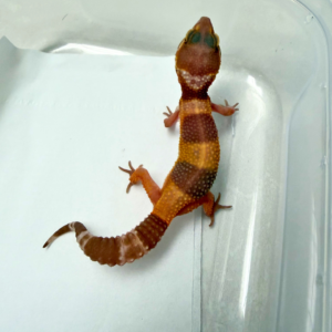 B260947 Gecko Tangerine Chocolate betina