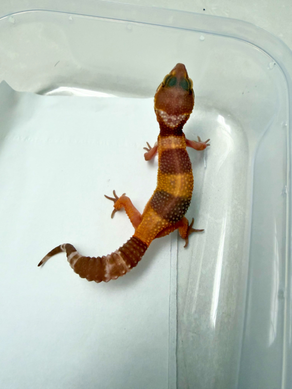 B260947 Gecko Tangerine Chocolate betina