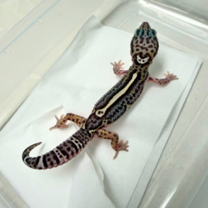 B260948 Mack Snow Bold Stripe Black Night Cross ph T Jantan