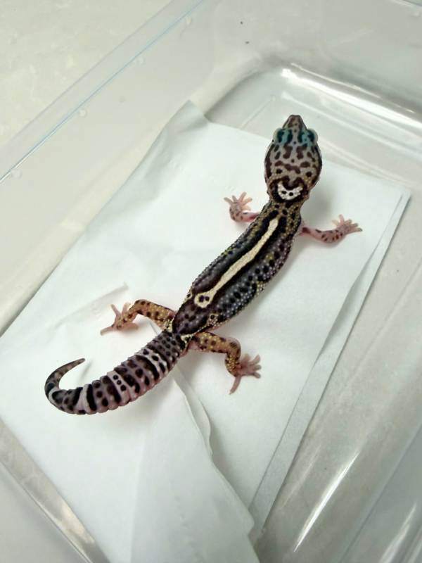 B260948 Mack Snow Bold Stripe Black Night Cross ph T Jantan