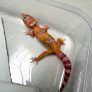 B260949 White & Yellow Tremper ph RAPTOR Jantan