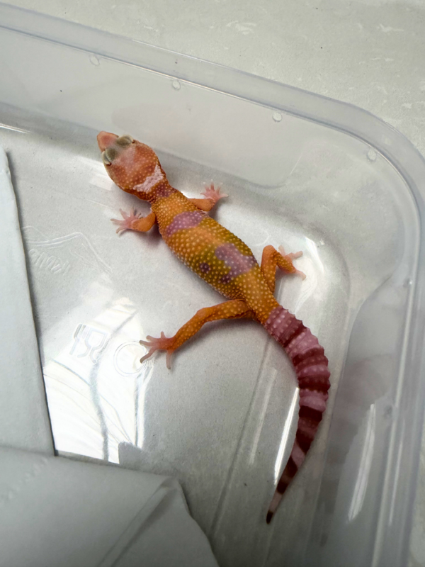 B260949 White & Yellow Tremper ph RAPTOR Jantan