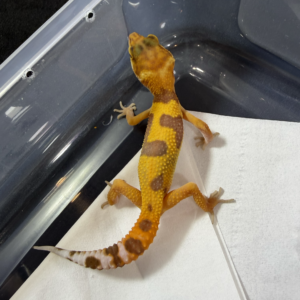 B260967 Gecko Tangerine Albino Jungle ph RAPTOR betina B260967 Gecko Tangerine Albino Jungle ph RAPTOR betina