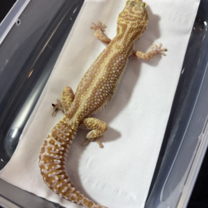 B260969 Gecko Mack Snow Tremper Bold Stripe betina B260969 Gecko Mack Snow Tremper Bold Stripe betina