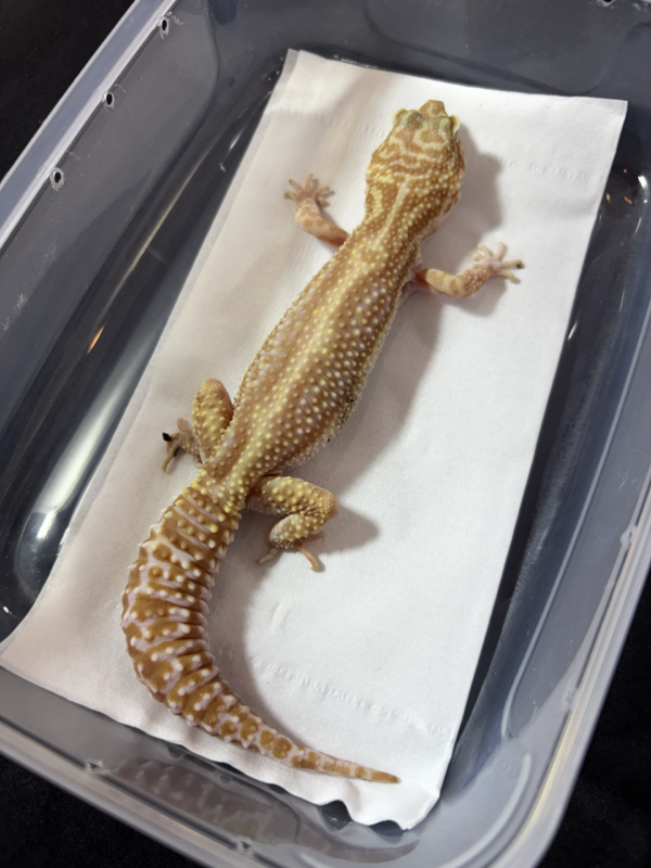 B260969 Gecko Mack Snow Tremper Bold Stripe betina