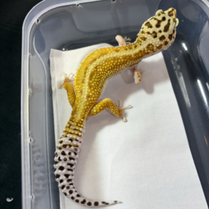 B260970 Gecko Emerine Red Stripe betina B260970 Gecko Emerine Red Stripe betina