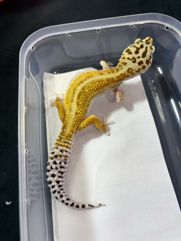 B260970 Gecko Emerine Red Stripe betina