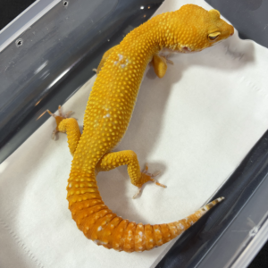 B260971 Gecko Sunglow Giant jantan B260971 Gecko Sunglow Giant jantan