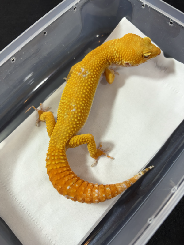 B260971 Gecko Sunglow Giant jantan