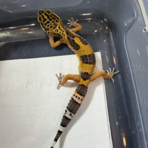 B260974 Gecko Tangerine Black Night ph Tremper betina nice color B260974 Gecko Tangerine Black Night ph Tremper betina nice color