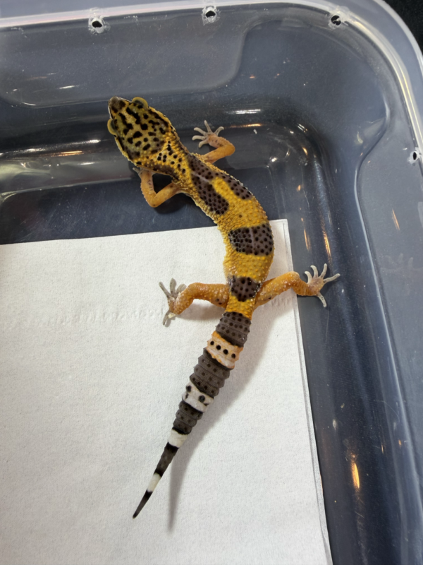 B260974 Gecko Tangerine Black Night ph Tremper betina nice color