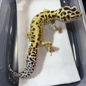 B260975 Gecko Stripe het Tremper betina B260975 Gecko Stripe het Tremper betina