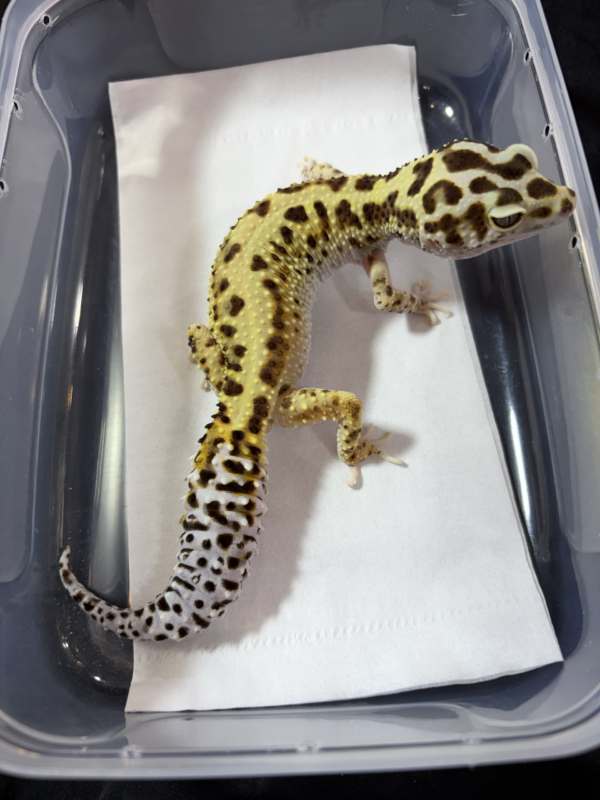 B260975 Gecko Stripe het Tremper betina