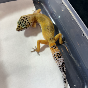 B260977 Gecko Hypo Tangerine Black Night Cross betina B260977 Gecko Hypo Tangerine Black Night Cross betina