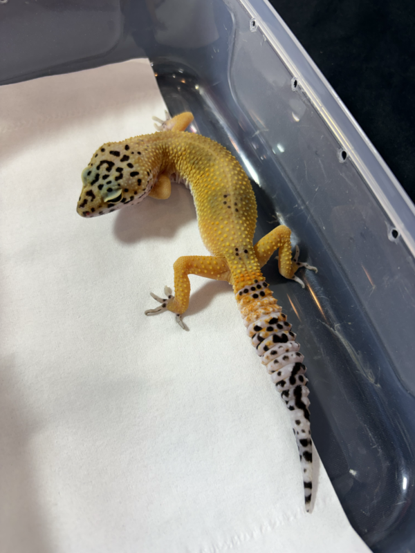 B260977 Gecko Hypo Tangerine Black Night Cross betina