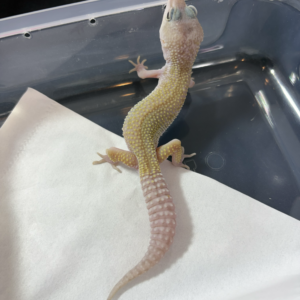 B260982 Gecko Black Night Cotton ph Tremper jantan B260982 Gecko Black Night Cotton ph Tremper jantan