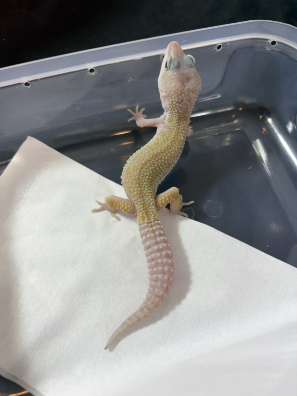 B260982 Gecko Black Night Cotton ph Tremper jantan