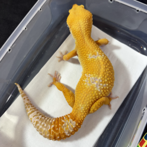 B260983 Gecko Sunglow Giant betina B260983 Gecko Sunglow Giant betina