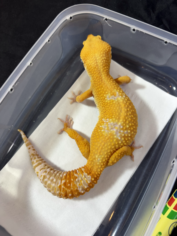 B260983 Gecko Sunglow Giant betina