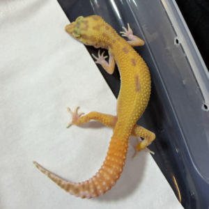 B261005 Gecko RAPTOR CT jantan B261005 Gecko RAPTOR CT jantan