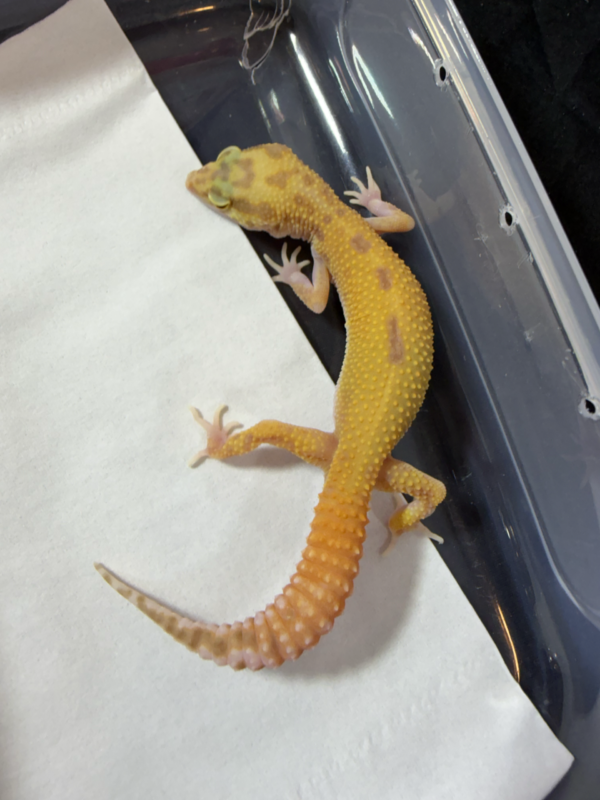 B261005 Gecko RAPTOR CT jantan