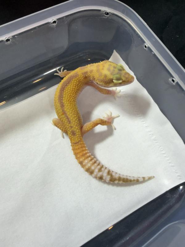 B261006 RAPTOR Reverse Stripe jantan