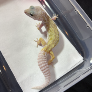 B261007 Gecko Cotton het Eclipse jantan